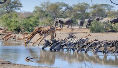 RPA, Eswatini, Mozambik, Zambia, Zimbabwe, Botswana - Sześć krajów Afryki