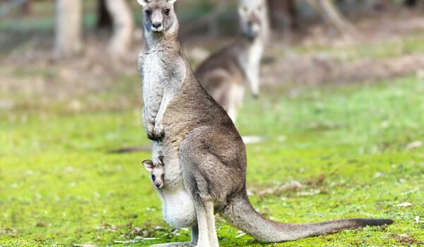  Australia - Sydney & Kangaroo Trip - wylot z Warszawy