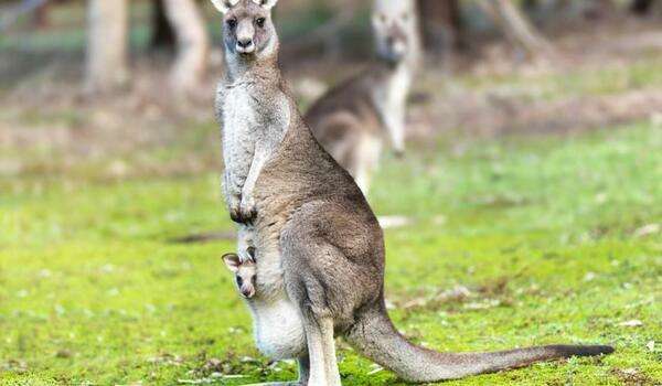  Australia - Sydney & Kangaroo Trip - wylot z Warszawy
