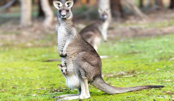  Australia - Sydney & Kangaroo Trip - wylot z Warszawy